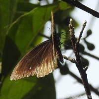 Papilio clytia Linnaeus, 1758